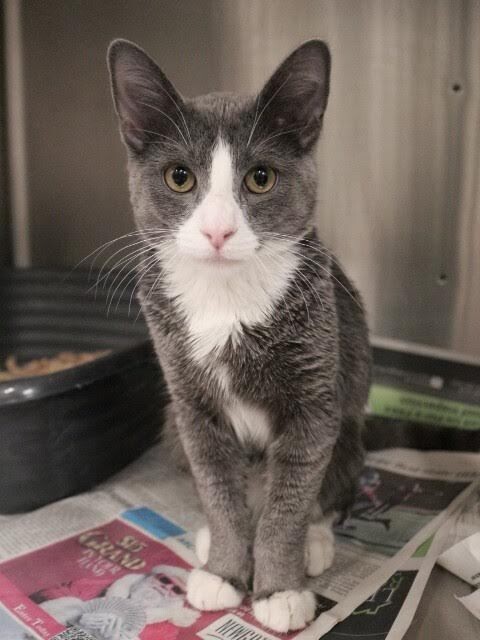 Picture of the Animal Listed